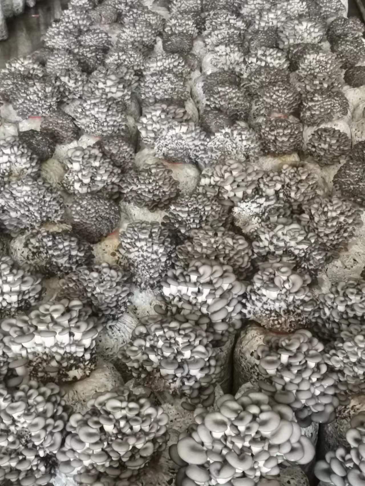 黑杏菇.jpg