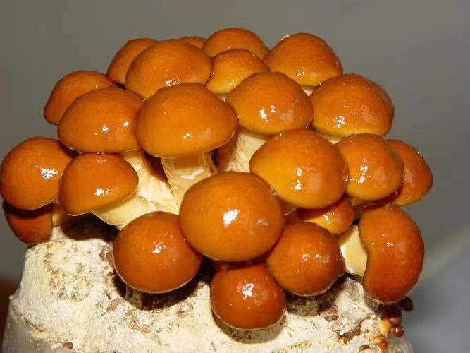 滑子菇.jpg