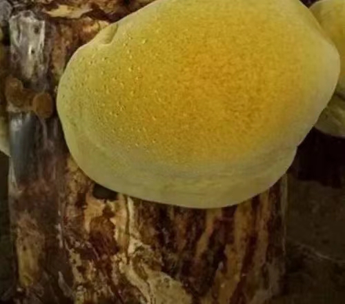 桑黄菌.jpg