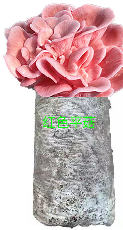 805.jpg
